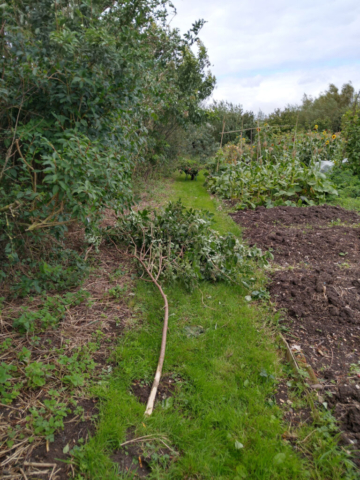 More kindling, another branch down