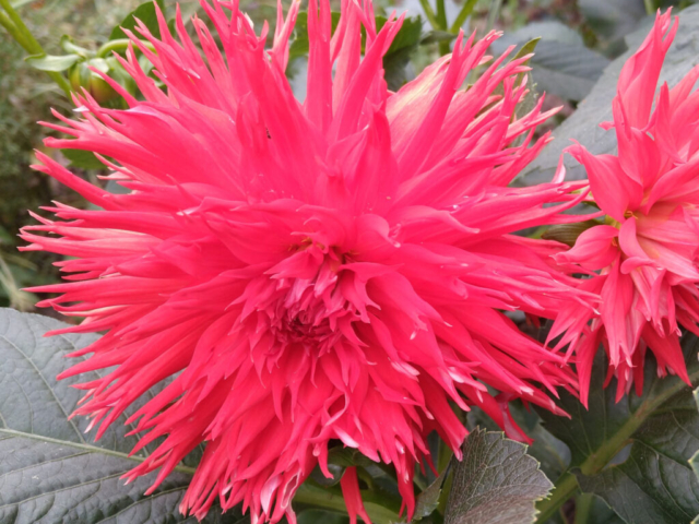 Dahlia - Red sport from the yeellow and red speckled variety