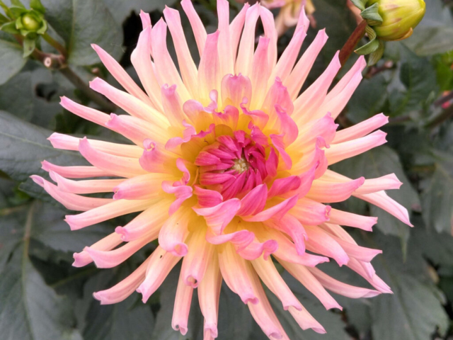 Dahlia