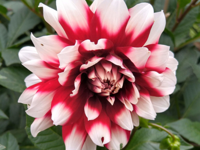 Dahlia