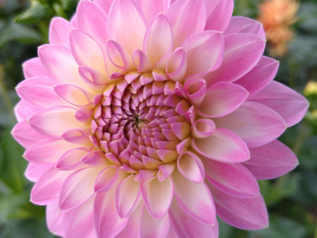 Dahlia