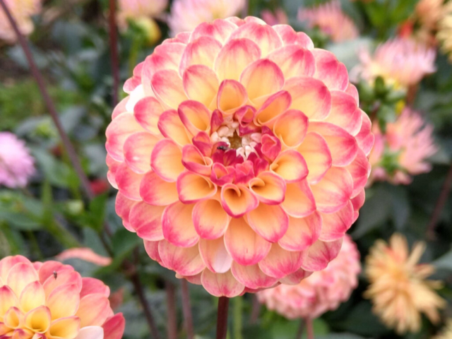 Dahlia