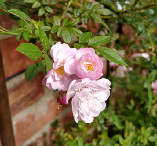 Rambling rose