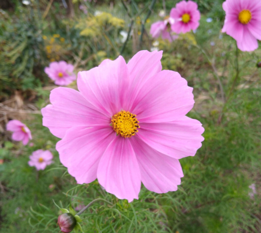 Cosmos