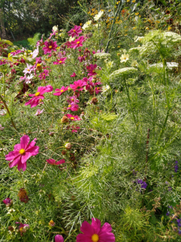 Cosmos and Ammi