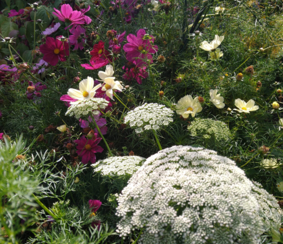 Ammi and cosmos