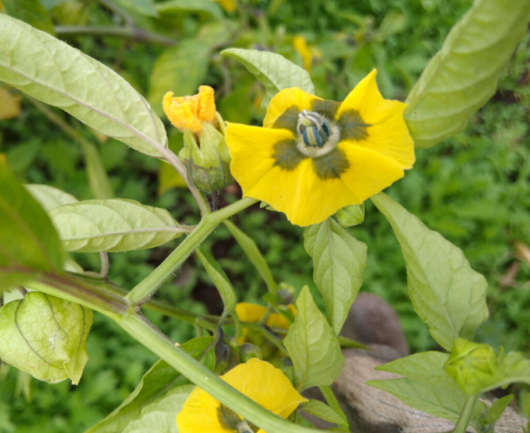 Self sown tomatillo