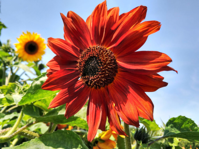 Cutting sunflower