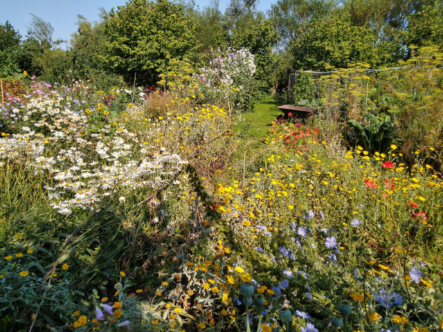 Chaotic colour - annual beds