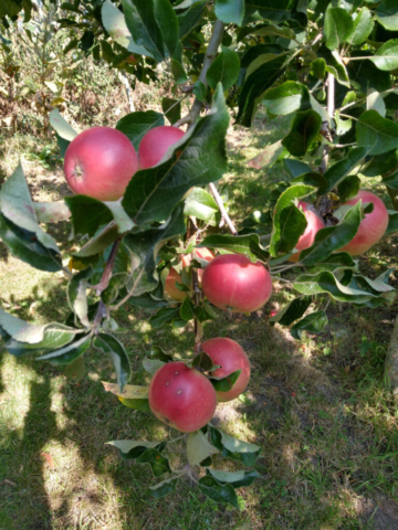 Discovery apple
