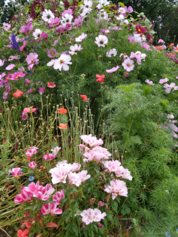 Godetia and Cosmos
