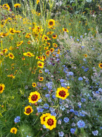 Coreopsis and cornflower