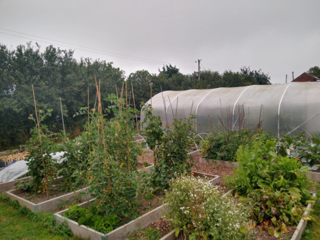 Polytunnel and raised beds