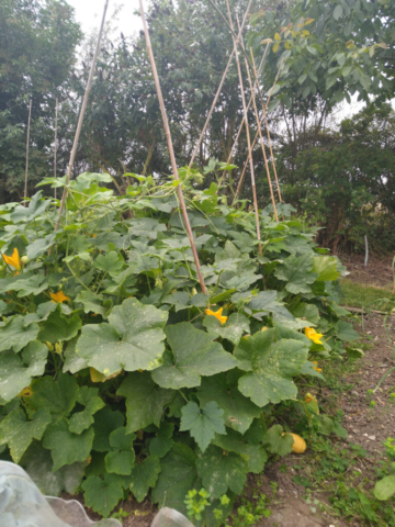 Ornamental Gourds aka triffids