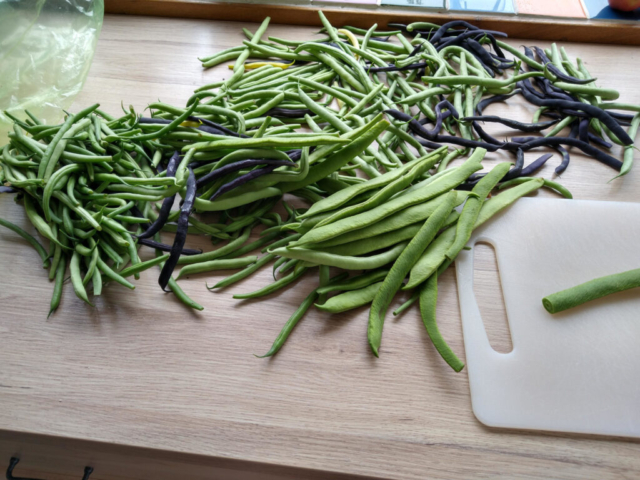 A few green beans to freeze...