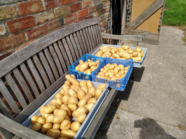 Last of the 'new' potatoes (Charlotte)