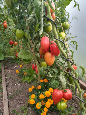 'Big Mama' Tomatoes in the polytunnel