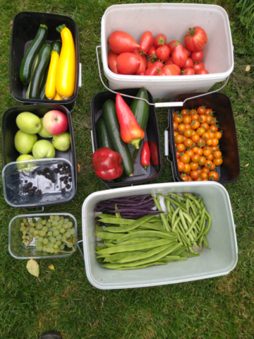 A day's picking in August