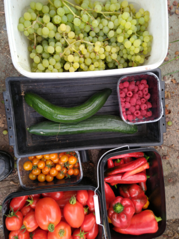 One day's polytunnel pickings