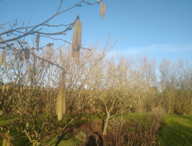 Hazel catkins