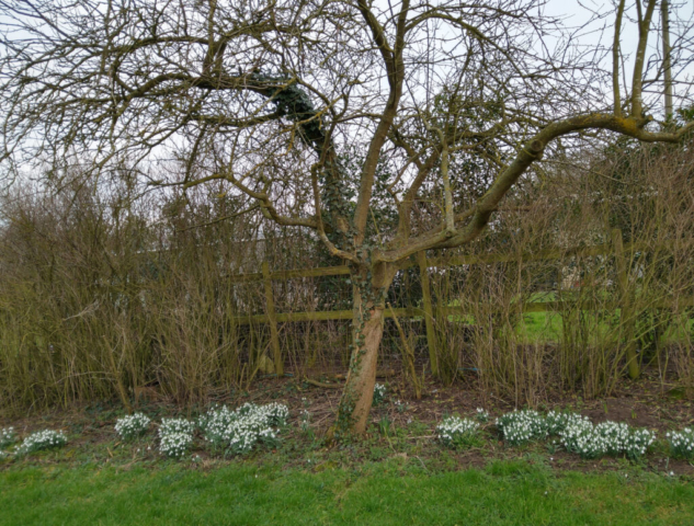 Snowdrops under Plum tree
