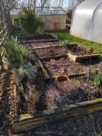 Herb bed and new asparagus bed