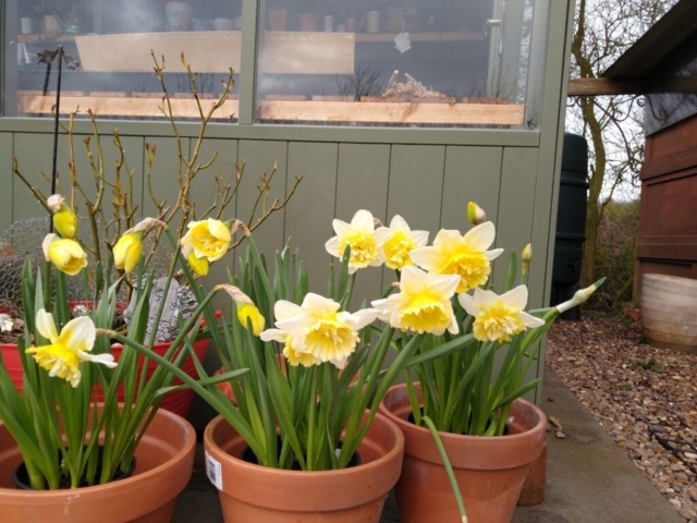 Daffodills
