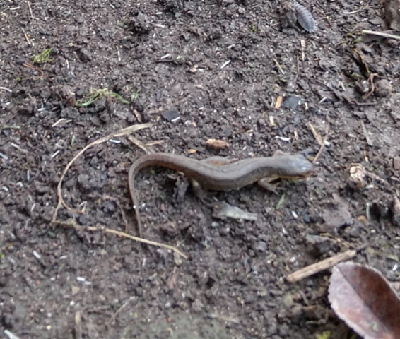 lizard