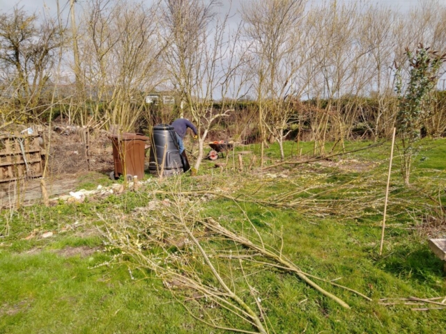 More willow coppiced