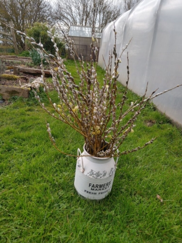 Pussy willow
