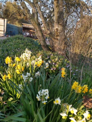 Narcissus