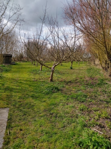 Side orchard cleared