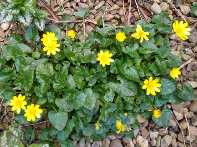 Celandine