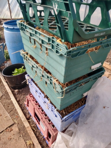 Dahlias in storage