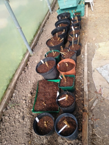 All potted up