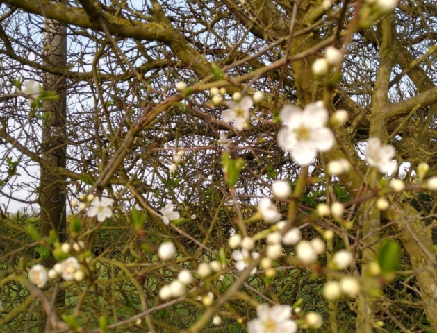 Damson blossom