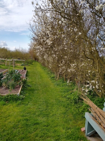 Damson blossom