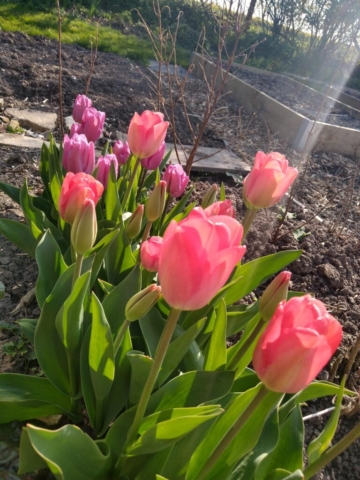 Tulips