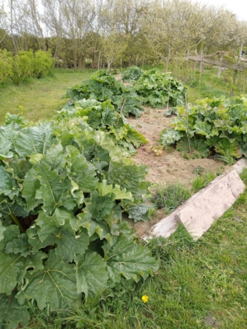 Rhubarb field
