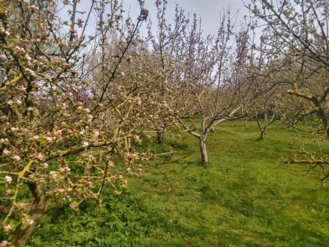 Orchard