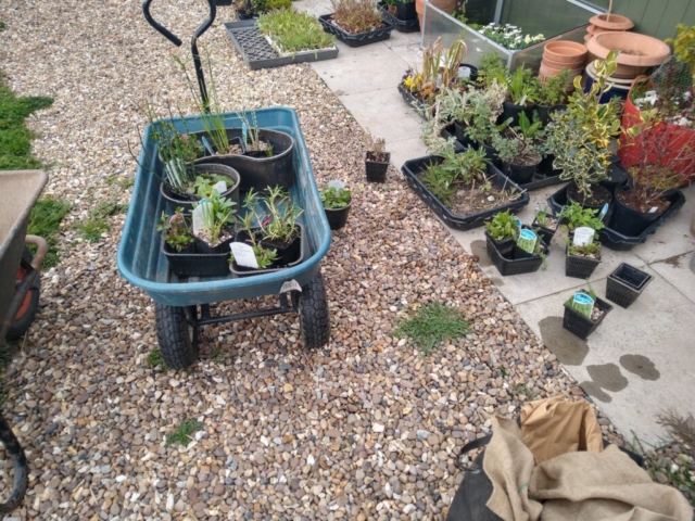 Water plants
