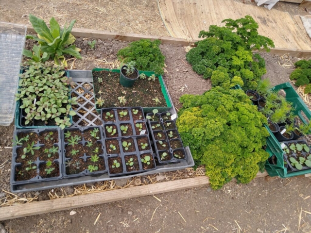 Seedlings