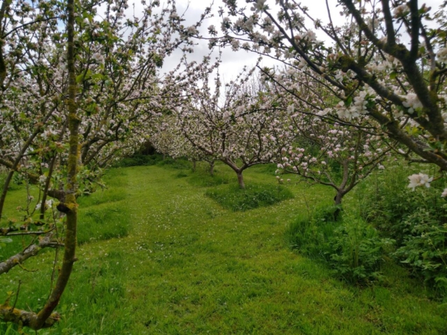 Orchard