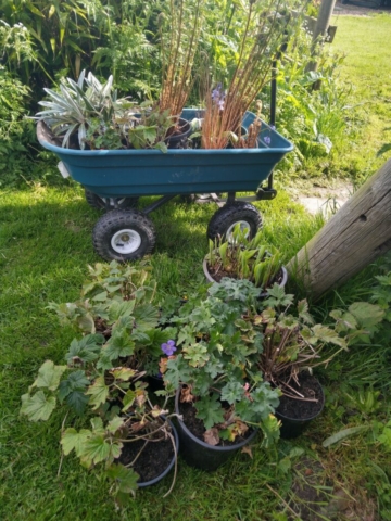 More plants