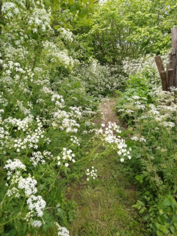 Cow parsley