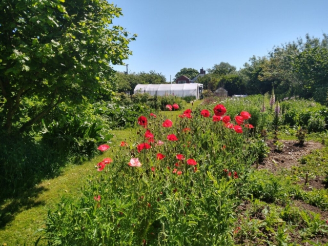 More poppies
