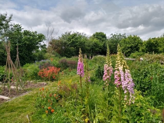 Foxgloves