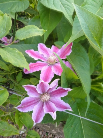 Clematis