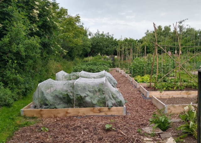 Brassica tents