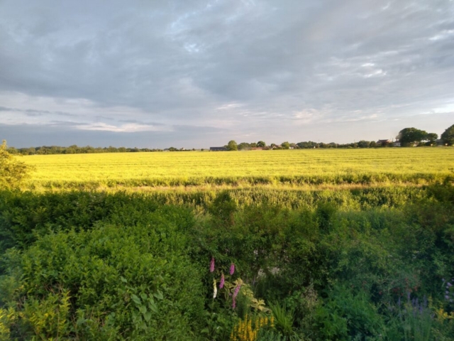 Oil seed rape